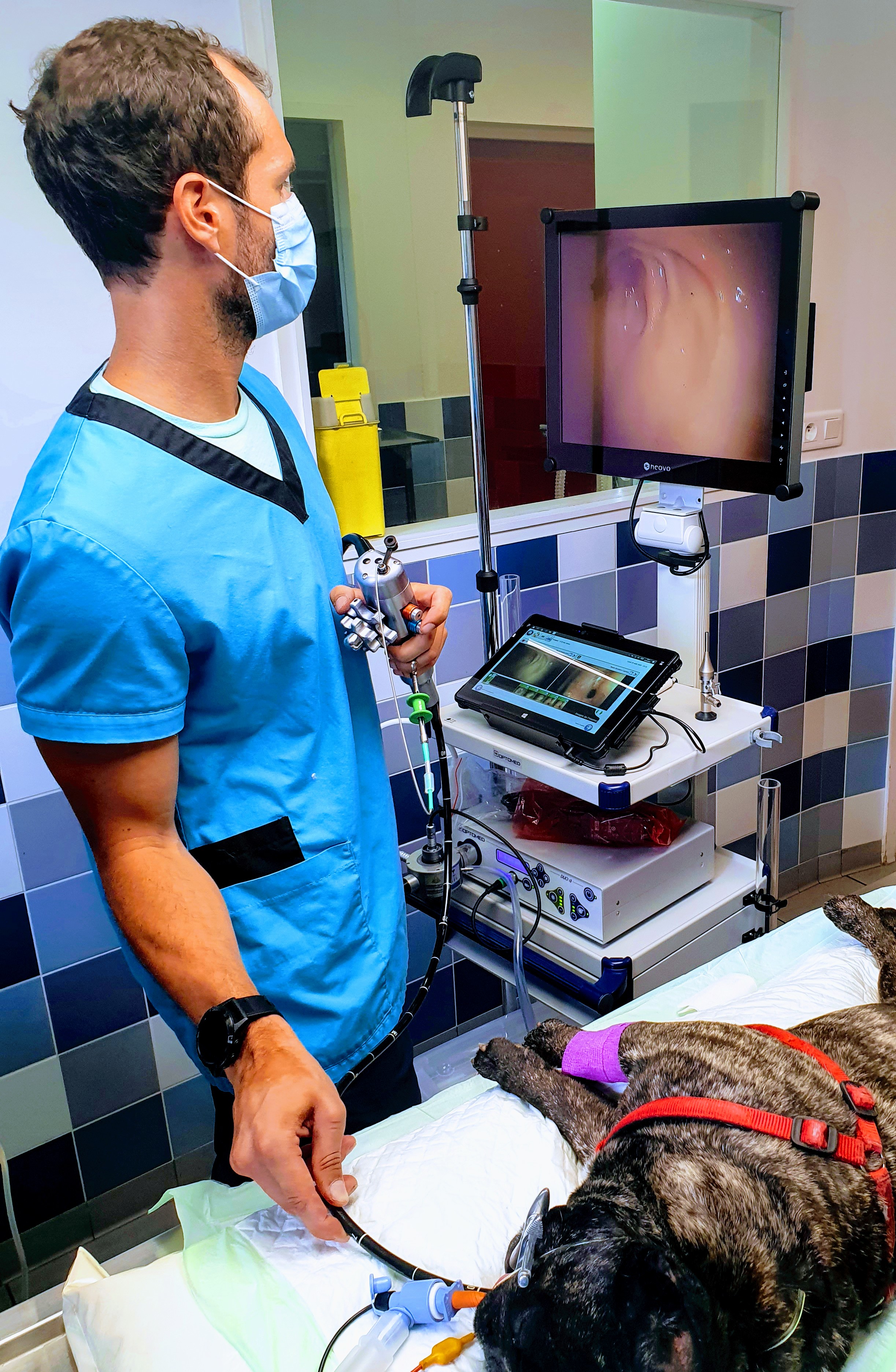 Photo endoscopie Endoscopie digestive sur un Bouledogue Français de 5 ans présenté pour vomissements chroniques