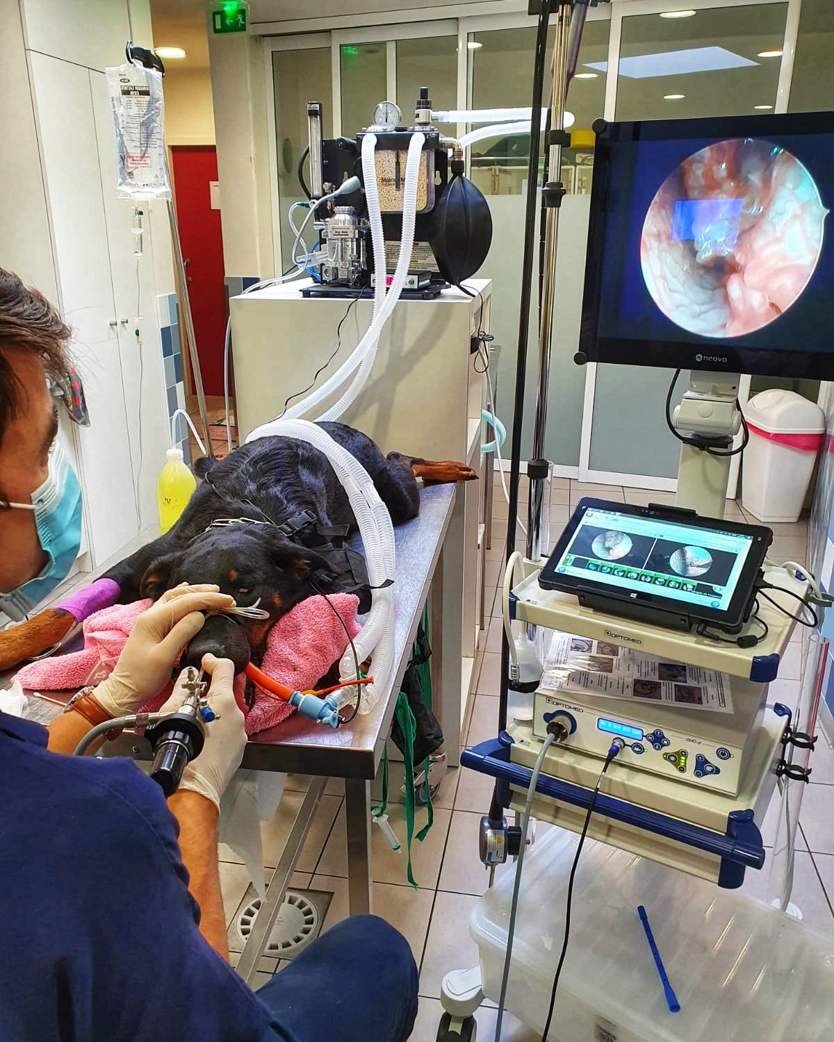Rhinoscopie chez une Beauceronne de 3 ans présentée pour des éternuements chroniques.